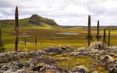 4 Days Bale Mountains and Sof Omar Cave Tour | Wildlife, Plateau & Cave Adventure