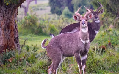 6 Days Bale Mountains, Rift Valley Lakes and Wildlife Tour